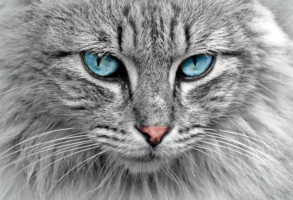 cat, animal, cat portrait-1045782.jpg