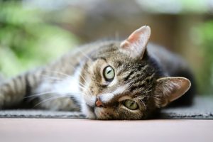 cat, mackerel, european shorthair-8081701.jpg
