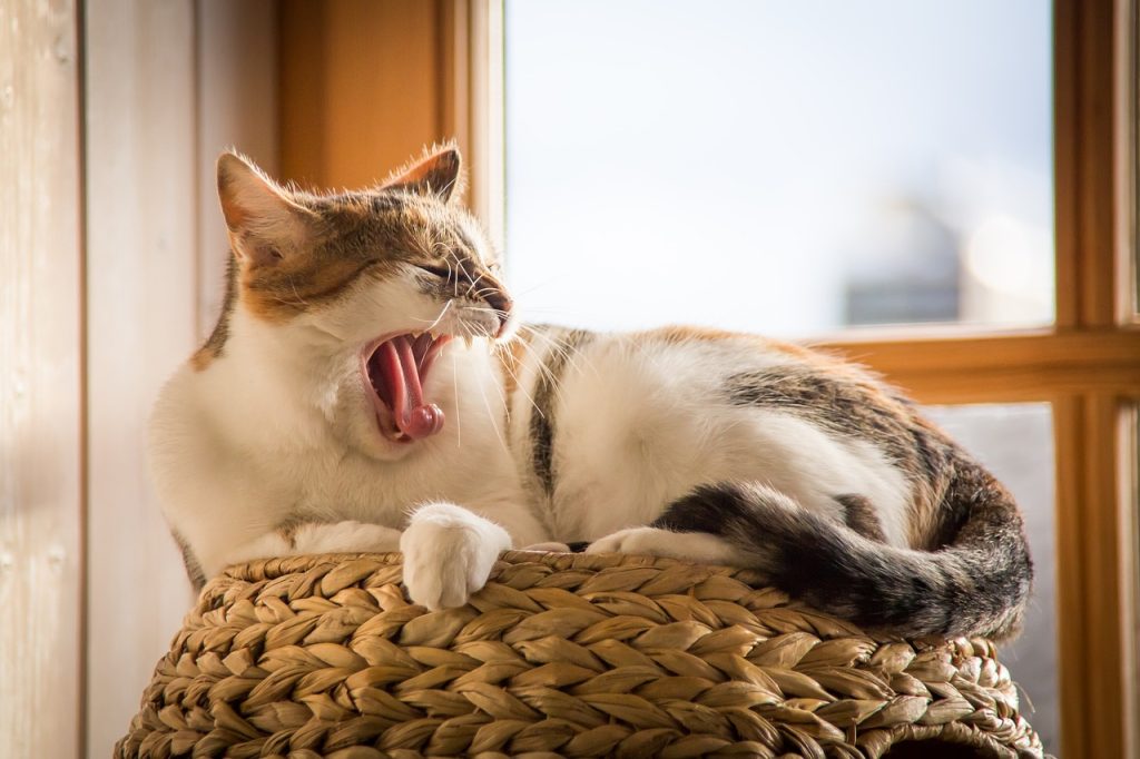 cat, pet, animal-3258931.jpg