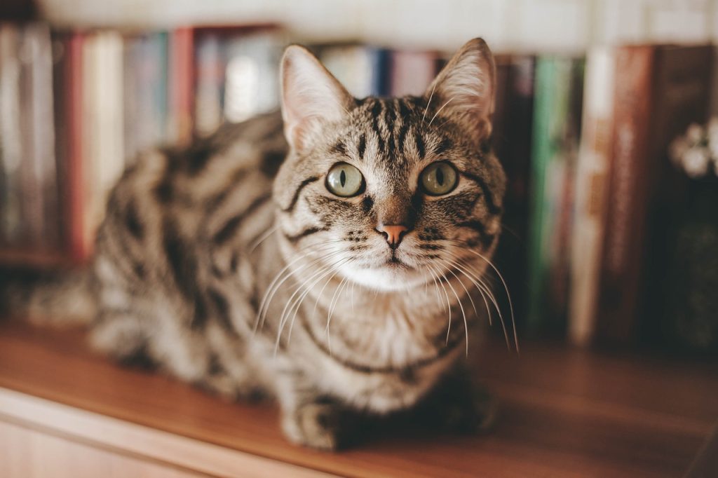 cat, pet, feline-4097325.jpg