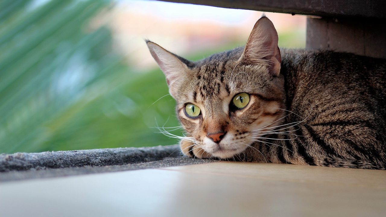 cat, pet, feline-4269479.jpg