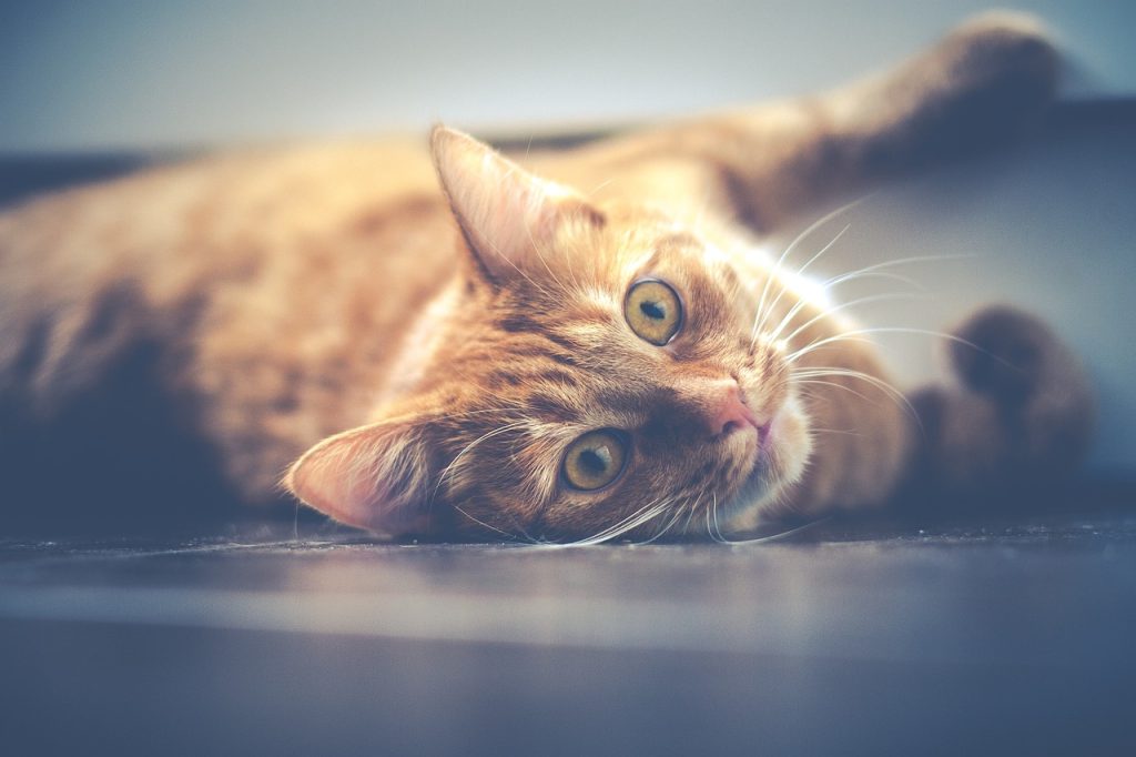 cat, pet, tabby-1044914.jpg
