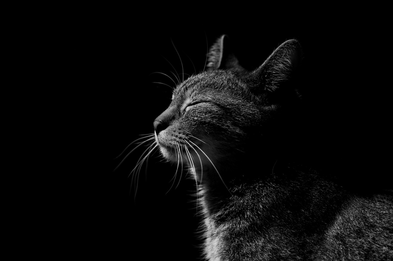cat, face, nature-4184276.jpg
Betingelser