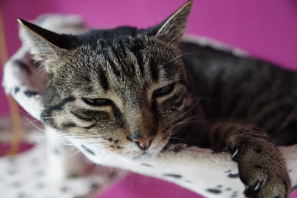 Sød kat der ligger og småsover