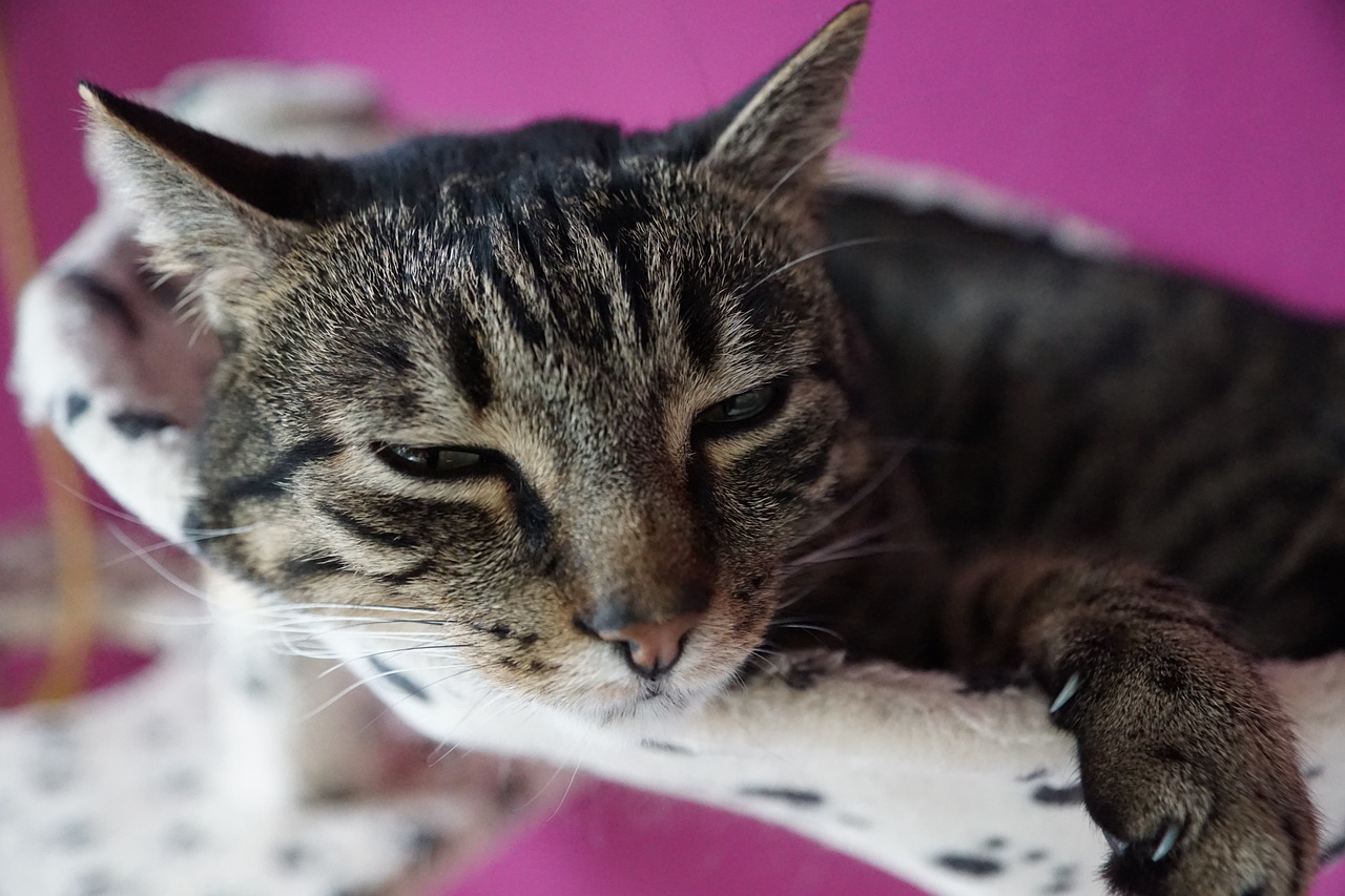 cute, animal, cat-3286141.jpg