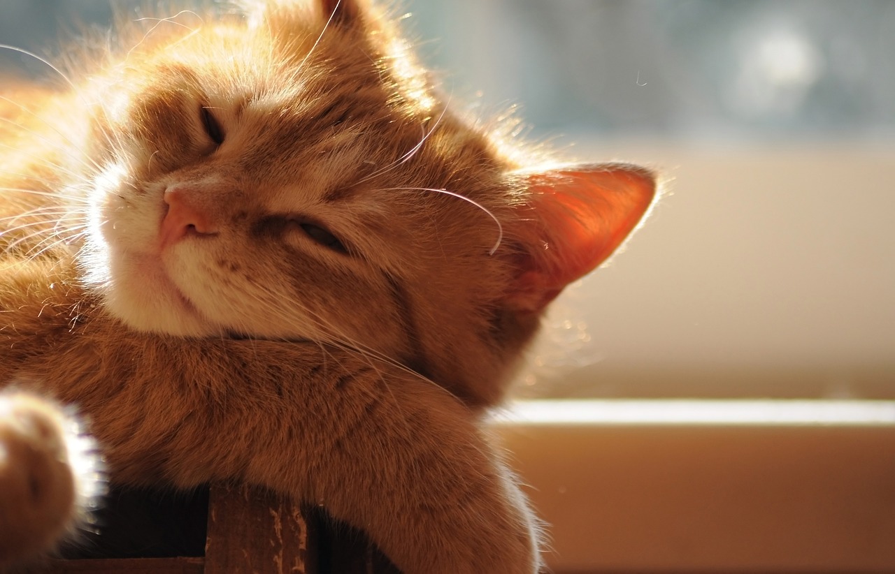ginger, cat, bask-4349232.jpg